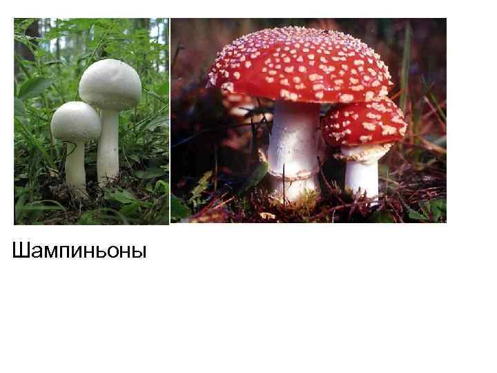 Шампиньоны 