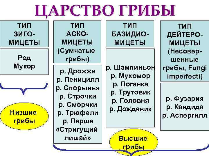  ЦАРСТВО ГРИБЫ  ТИП ЗИГО- АСКО-  БАЗИДИО-  ДЕЙТЕРО- МИЦЕТЫ  