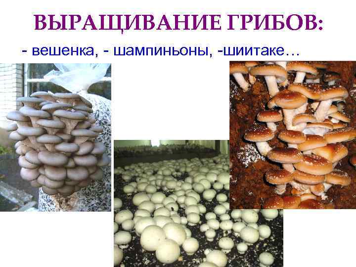  ВЫРАЩИВАНИЕ ГРИБОВ: - вешенка, - шампиньоны, -шиитаке… 