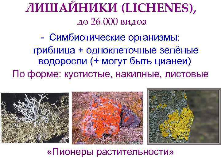  ЛИШАЙНИКИ (LICHENES),   до 26. 000 видов  - Симбиотические организмы: грибница