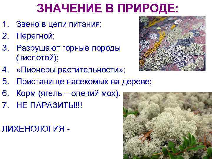   ЗНАЧЕНИЕ В ПРИРОДЕ: 1. Звено в цепи питания; 2. Перегной; 3. Разрушают