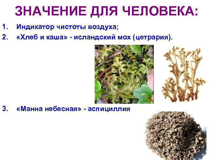  ЗНАЧЕНИЕ ДЛЯ ЧЕЛОВЕКА: 1.  Индикатор чистоты воздуха; 2. «Хлеб и каша» -