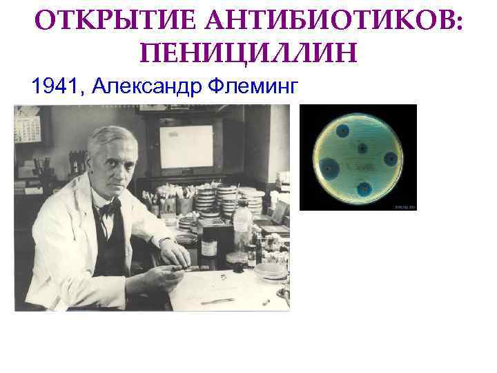ОТКРЫТИЕ АНТИБИОТИКОВ:  ПЕНИЦИЛЛИН 1941, Александр Флеминг 