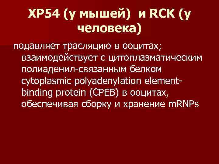   XP 54 (у мышей) и RCK (у  человека) подавляет трасляцию в