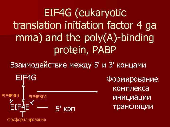   EIF 4 G (eukaryotic  translation initiation factor 4 ga  mma)