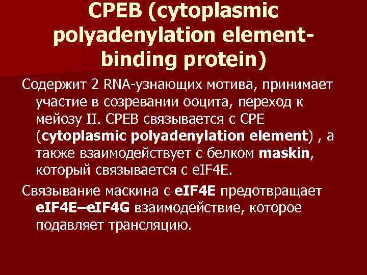   CPEB (cytoplasmic polyadenylation element-   binding protein) Содержит 2 RNA узнающих