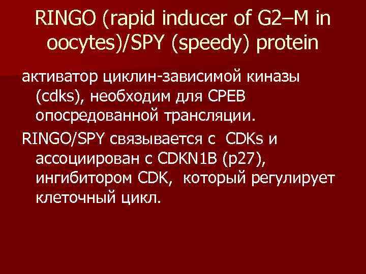  RINGO (rapid inducer of G 2–M in  oocytes)/SPY (speedy) protein активатор циклин
