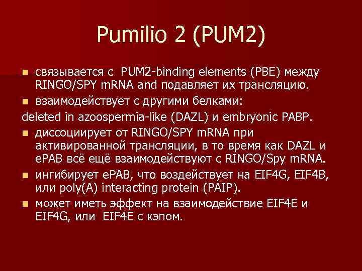   Pumilio 2 (PUM 2) n связывается с PUM 2 binding elements (PBE)