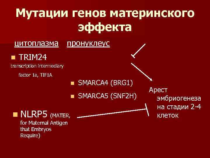  Мутации генов материнского   эффекта цитоплазма пронуклеус n  TRIM 24 transcription