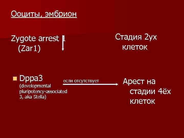Ооциты, эмбрион  Zygote arrest 1 Z       Стадия