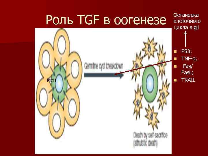       Остановка  Роль TGF в оогенезе  клеточного