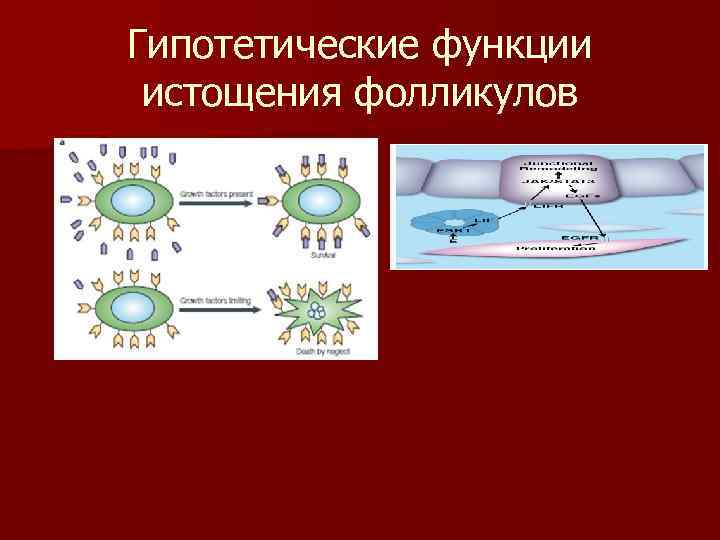 Гипотетические функции  истощения фолликулов 