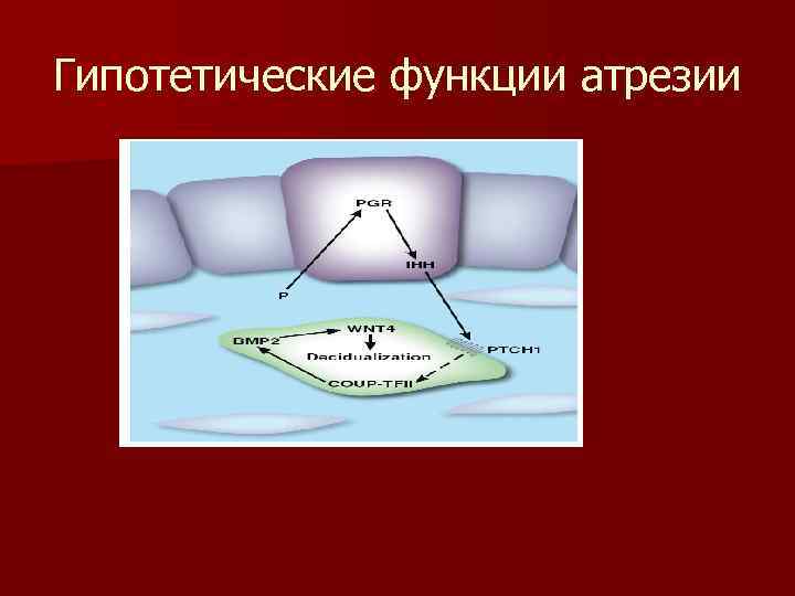 Гипотетические функции атрезии 