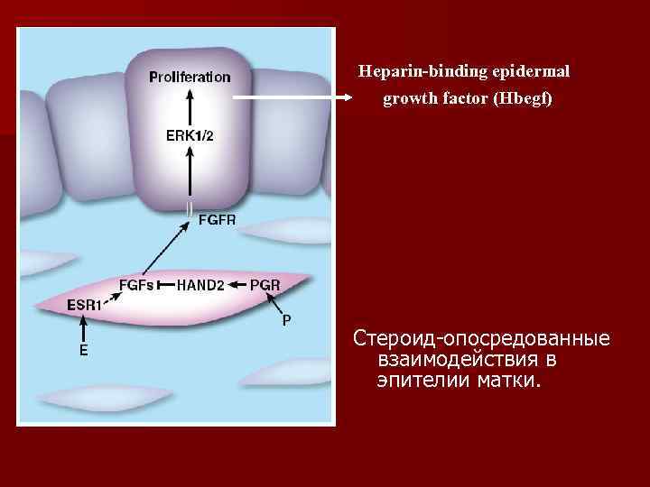 Heparin-binding epidermal      growth factor (Hbegf) Cтероид опосредованные  взаимодействия