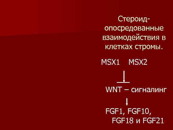   Cтероид  опосредованные взаимодействия в  клетках стромы.  MSX 1 MSX
