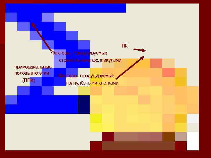    ПК   Факторы, продуцируемые     стромальными
