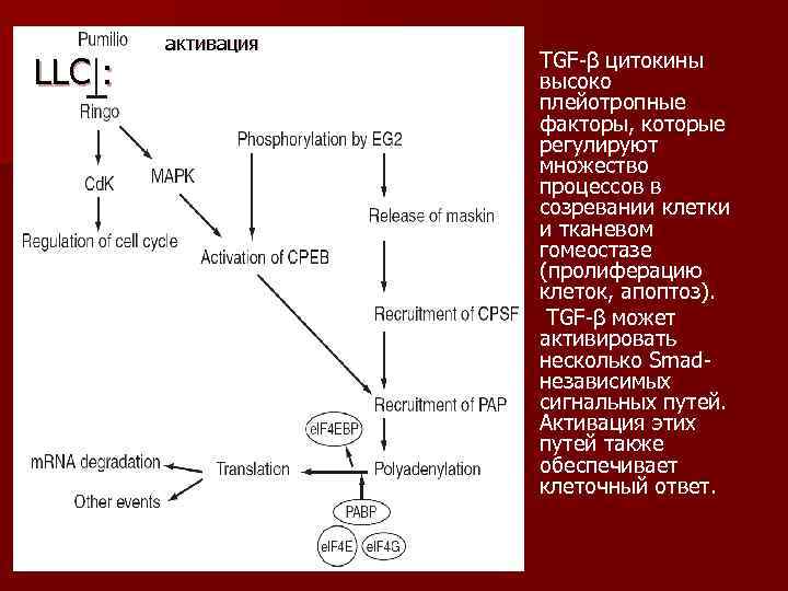   активация     TGF β цитокины LLC :  