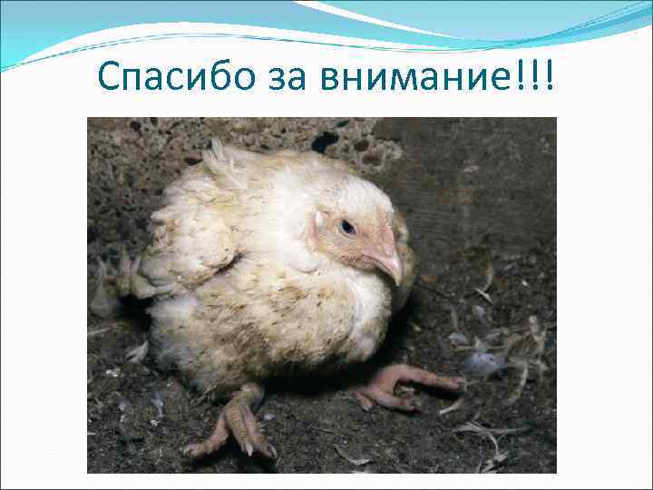 Спасибо за внимание!!! 