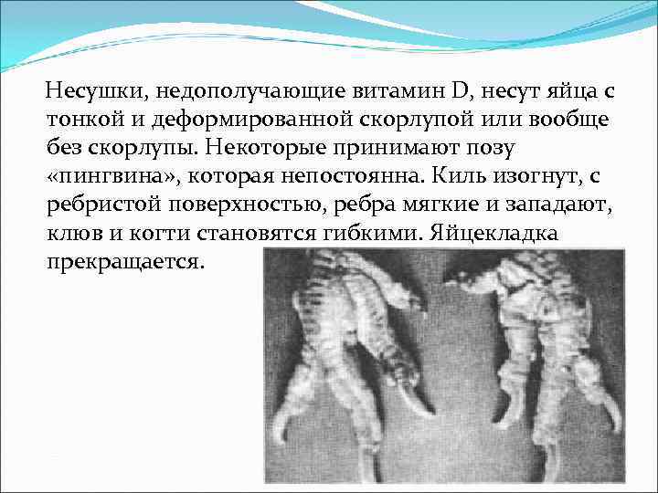 Несушки, недополучающие витамин D, несут яйца с тонкой и деформированной скорлупой или вообще без