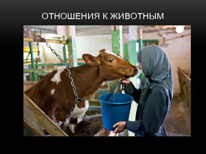 ОТНОШЕНИЯ К ЖИВОТНЫМ 