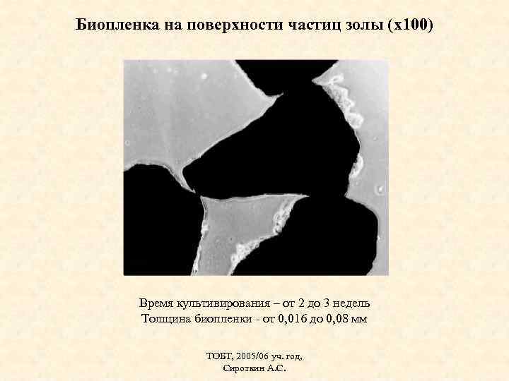 Биопленка на поверхности частиц золы (х100) Время культивирования – от 2 до 3 недель