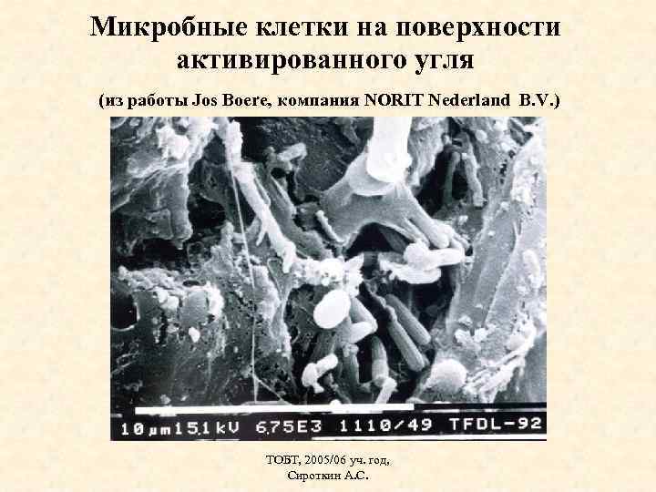 Микробные клетки на поверхности активированного угля (из работы Jos Boere, компания NORIT Nederland B.