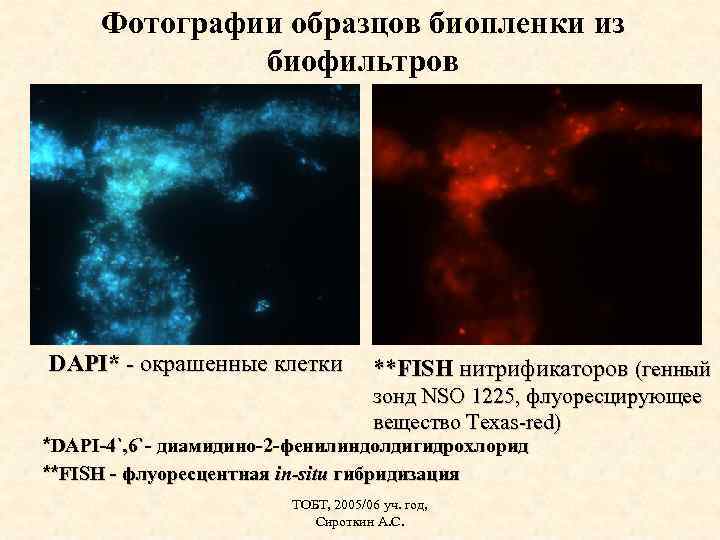 Фотографии образцов биопленки из биофильтров DAPI* - окрашенные клетки **FISH нитрификаторов (генный зонд NSO