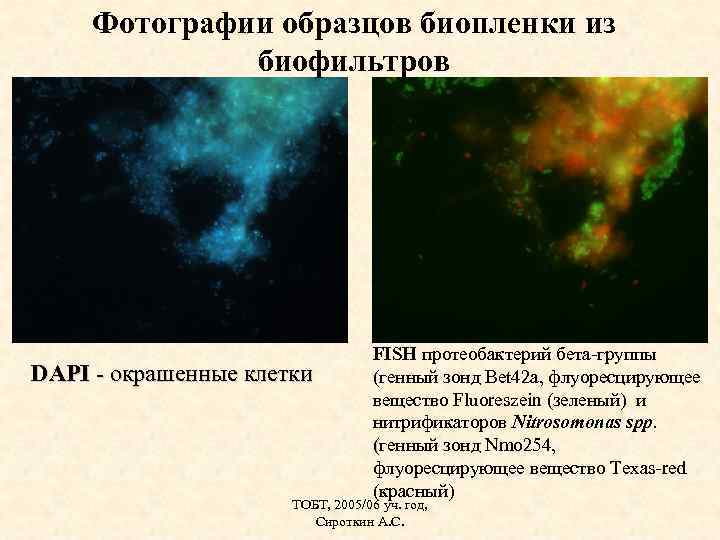 Фотографии образцов биопленки из биофильтров DAPI - окрашенные клетки FISH протеобактерий бета-группы (генный зонд