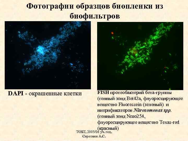 Фотографии образцов биопленки из биофильтров DAPI - окрашенные клетки FISH протеобактерий бета-группы (генный зонд