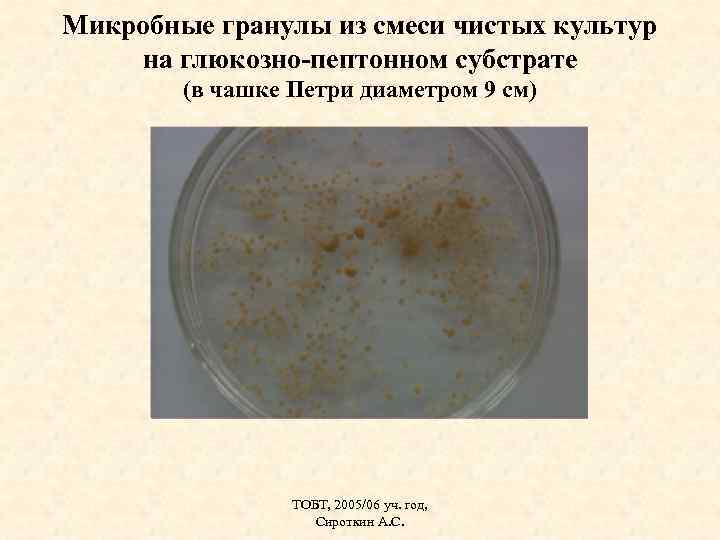 Микробные гранулы из смеси чистых культур на глюкозно-пептонном субстрате (в чашке Петри диаметром 9