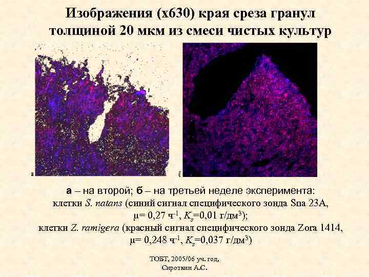 Изображения (х630) края среза гранул толщиной 20 мкм из смеси чистых культур а –