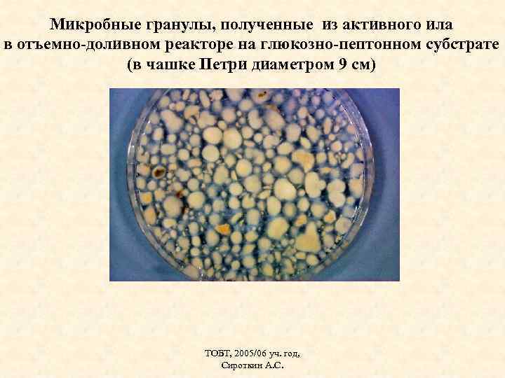 Микробные гранулы, полученные из активного ила в отъемно-доливном реакторе на глюкозно-пептонном субстрате (в чашке