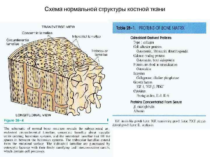 Схема нормальной структуры костной ткани 
