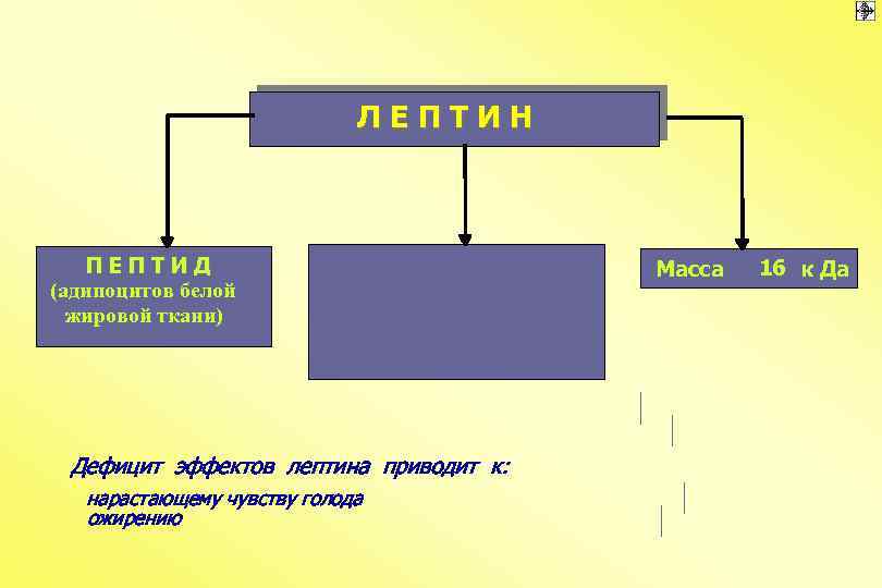 ЛЕПТИН ПЕПТИД (адипоцитов белой жировой ткани) Дефицит эффектов лептина приводит к: нарастающему чувству голода