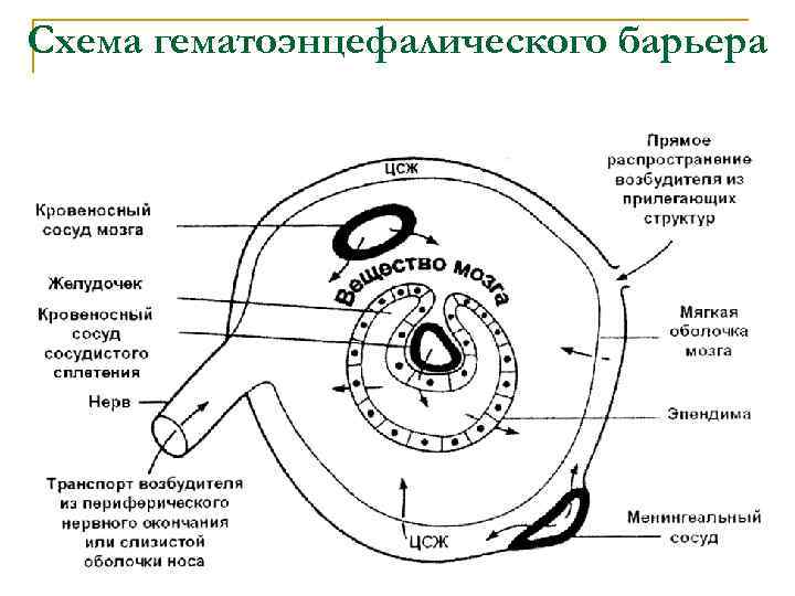 Схема гематоэнцефалического барьера 
