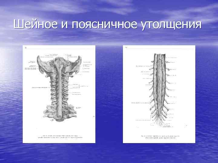 Шейное и поясничное утолщения 