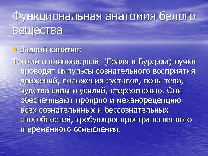 Функциональная анатомия белого вещества • Задний канатик: Тонкий и клиновидный (Голля и Бурдаха) пучки