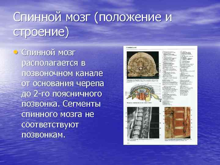 Спинной мозг (положение и строение) • Спинной мозг располагается в позвоночном канале от основания