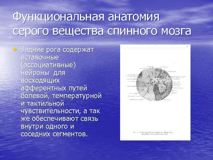 Функциональная анатомия серого вещества спинного мозга • Задние рога содержат вставочные (ассоциативные) нейроны для