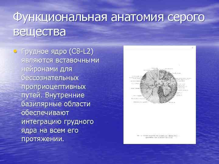 Функциональная анатомия серого вещества • Грудное ядро (С 8 -L 2) являются вставочными нейронами