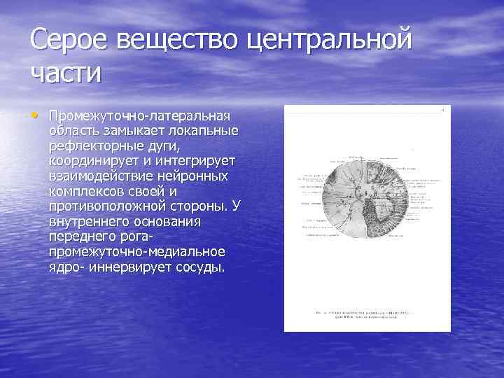 Серое вещество центральной части • Промежуточно-латеральная область замыкает локапьные рефлекторные дуги, координирует и интегрирует