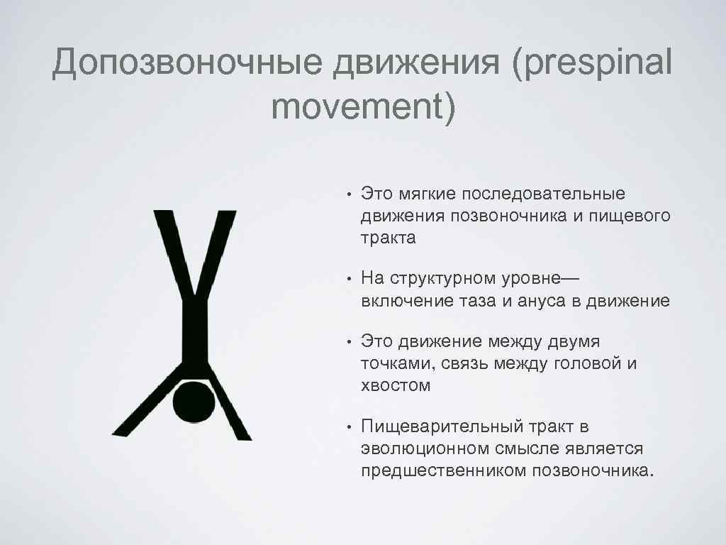 Допозвоночные движения (prespinal movement) • Это мягкие последовательные движения позвоночника и пищевого тракта •