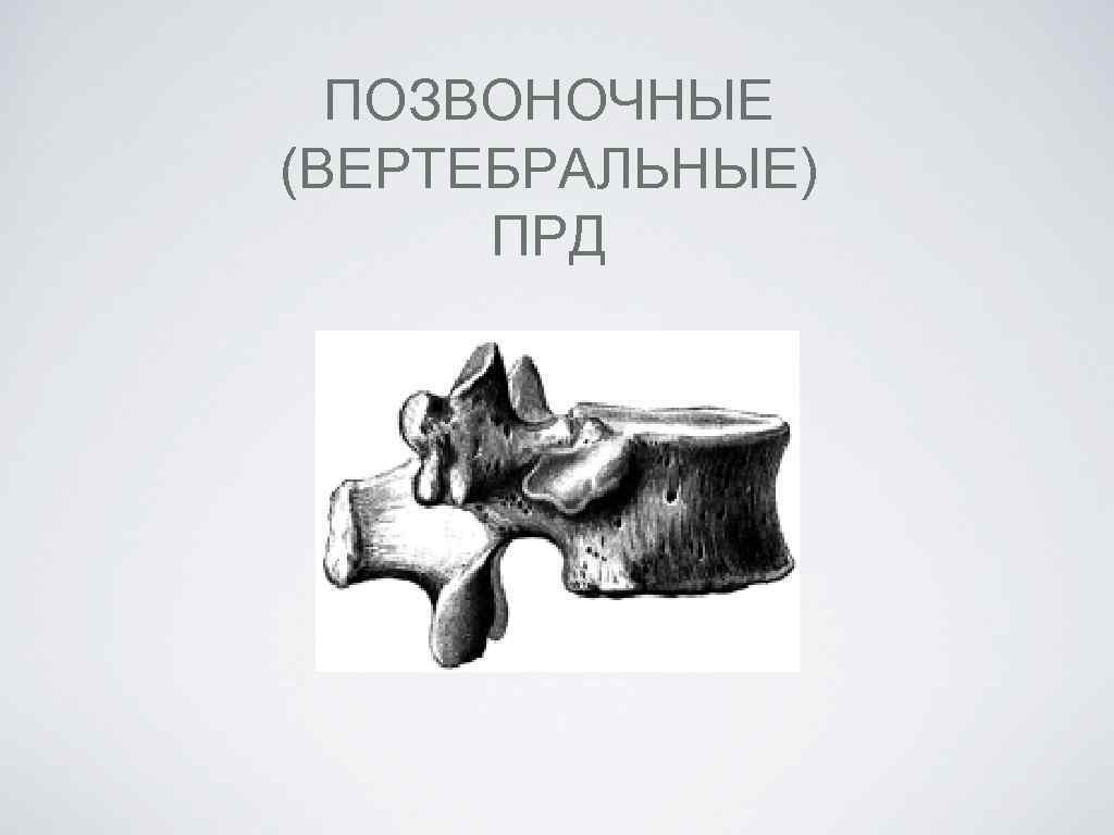 ПОЗВОНОЧНЫЕ (ВЕРТЕБРАЛЬНЫЕ) ПРД 