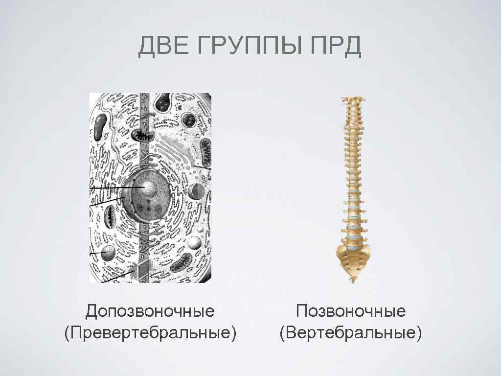 ДВЕ ГРУППЫ ПРД Допозвоночные (Превертебральные) Позвоночные (Вертебральные) 