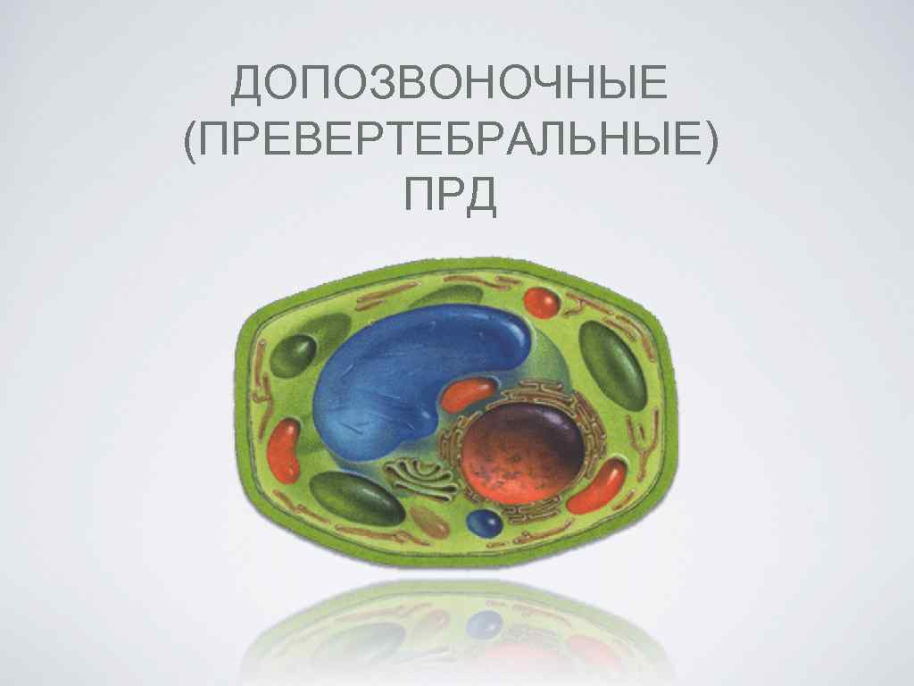 ДОПОЗВОНОЧНЫЕ (ПРЕВЕРТЕБРАЛЬНЫЕ) ПРД 