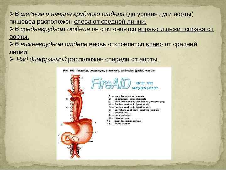 ØВ шейном и начале грудного отдела (до уровня дуги аорты) пищевод расположен слева от