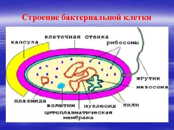 Разрушение клеточной стенки бактерий створаживание