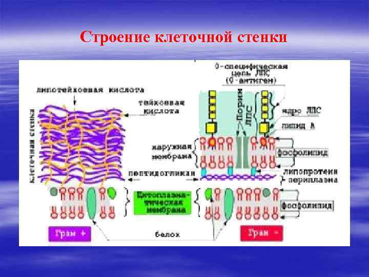 Мембрана бактерий