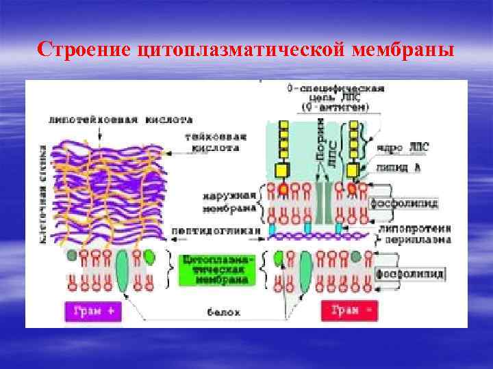 Строение цитоплазматической мембраны 