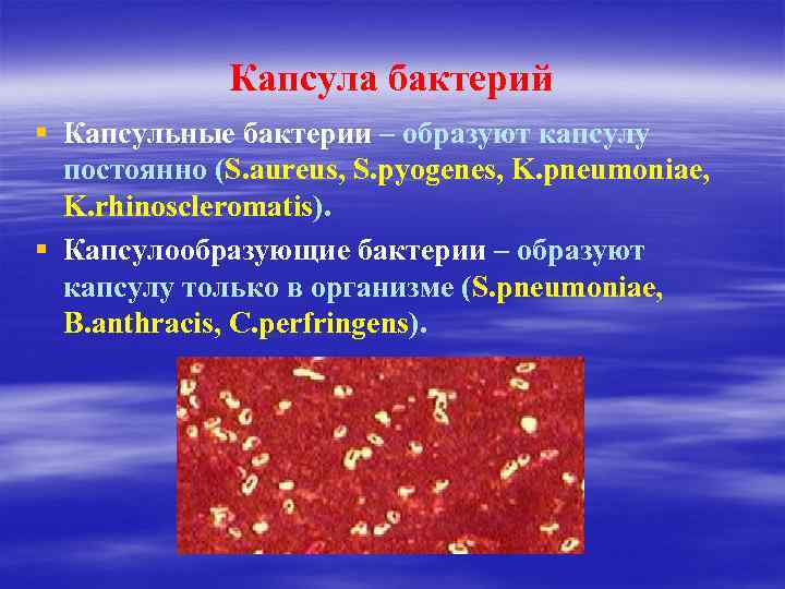 Образующие бактерии. Капсула бактерий микробиология. Капсулообразующие бактерии. Бактерии образующие капсулу. Микроорганизмы образующие капсулу.